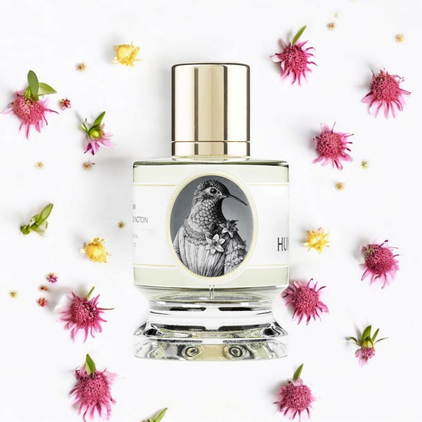 Zoologist - Hummingbird